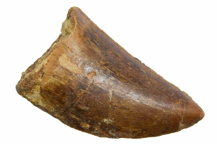 Serrated, Carcharodontosaurus Tooth - Real Dinosaur Tooth #351610